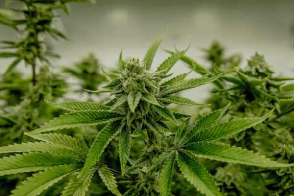Cannabissamen und Autoflower-Samen