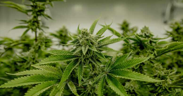 Cannabissamen und Autoflower-Samen