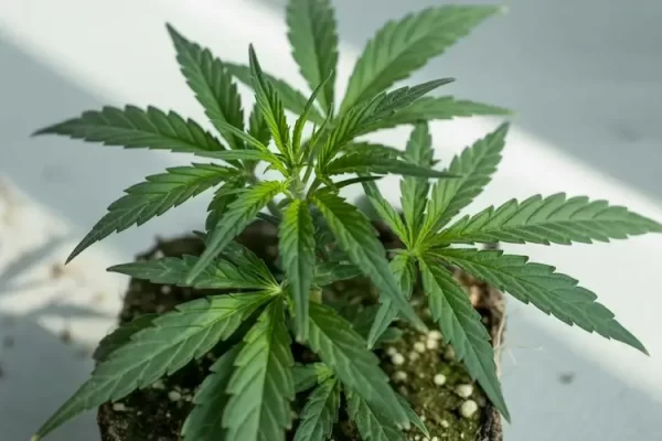 Cannabis Samen Sortenwahl
