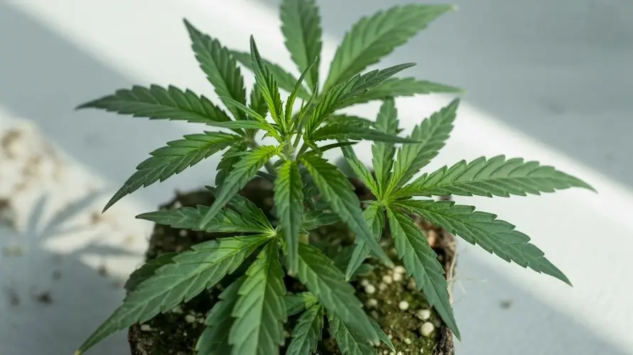 Cannabis Samen Sortenwahl